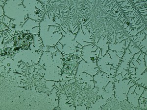 2013-01-22-saliva-2