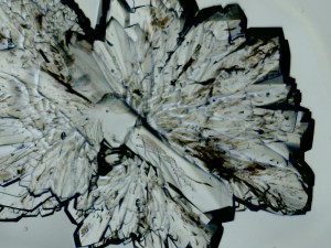 2013-01-22-sugar-3